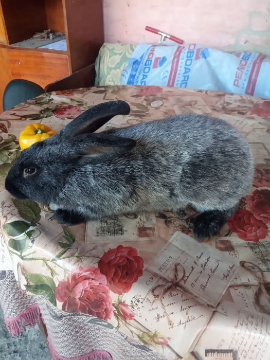 Полтавське срібло