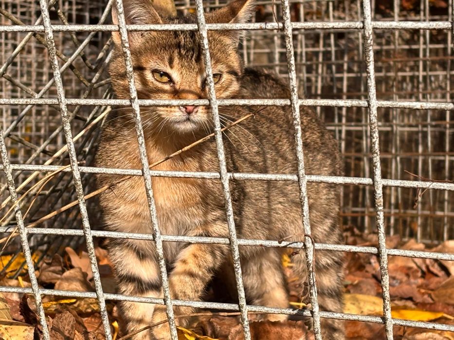Koty bezdomniaki oddam