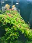 Krewetki Red Cherry 20 sztuk, gratis