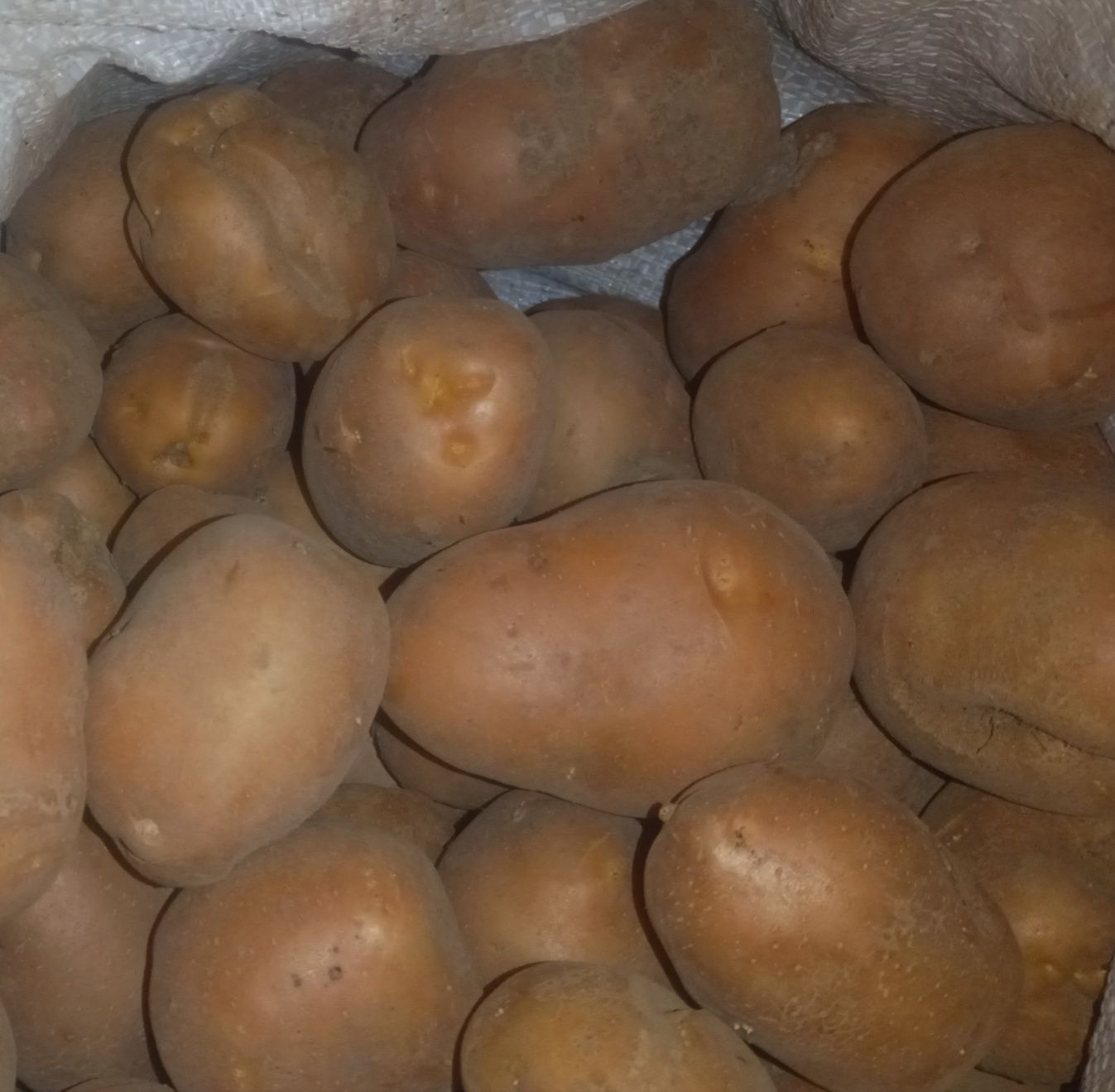 Картопля сорту Беллароса (з дефектами)