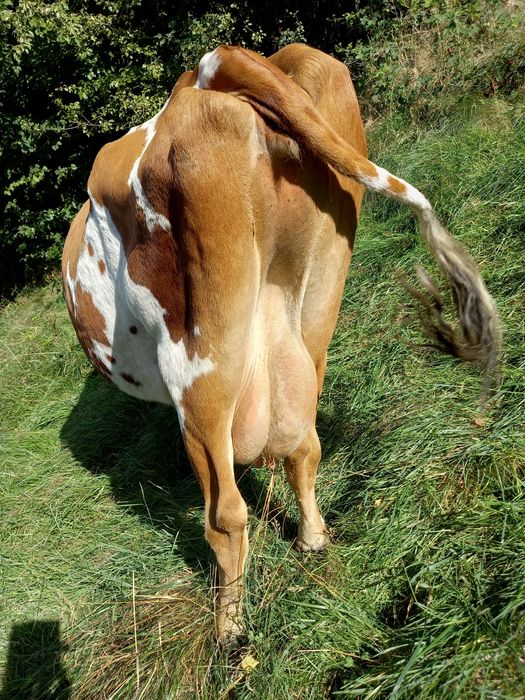 Krowa mleczna zacielona