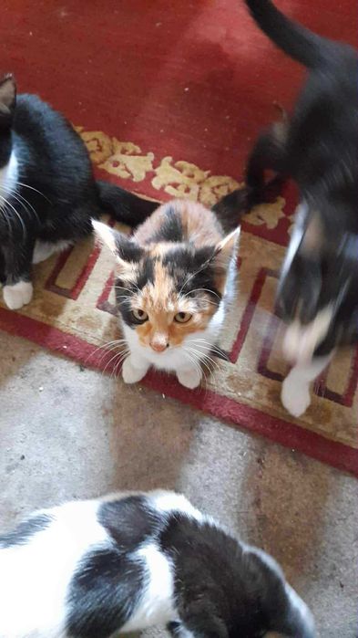 Małe koty do adopcji