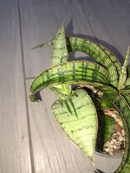 Рідкісні сансевієрії арбойо срібний і Bonsel Angel