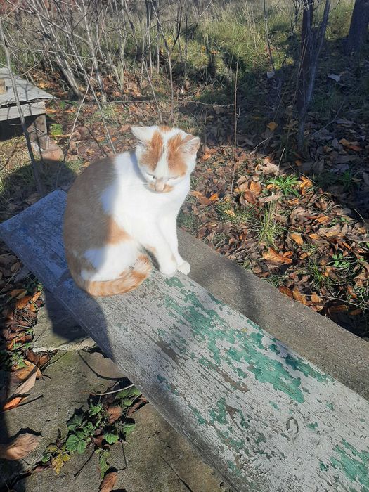 Котенок девочка, 2,5 месяца, замерзает на пустых дачах