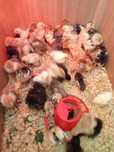 Pintinhos brahmas boa qualidade
