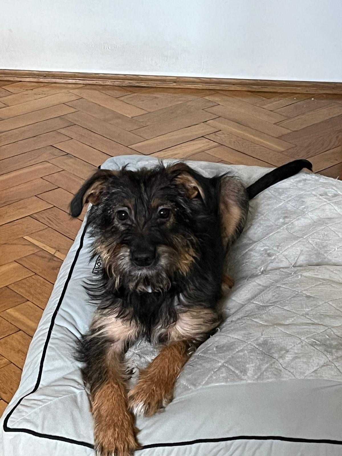 LUPI uroczy szczeniak