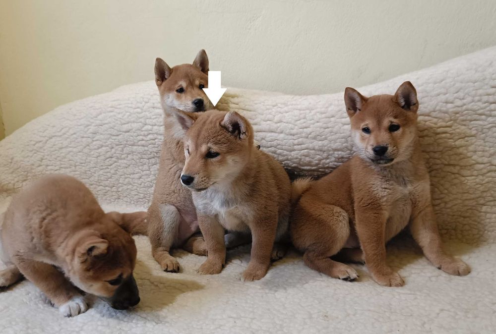 Shiba piesek z rodowodem