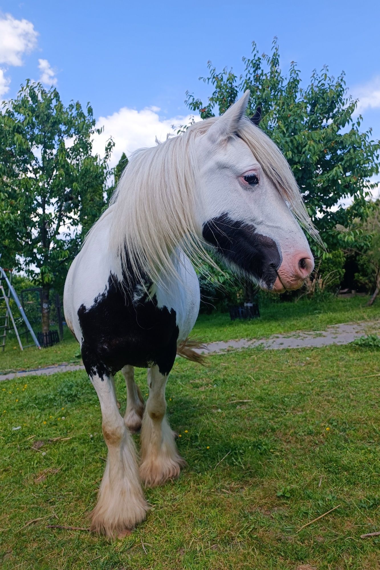 Klacz, 6 lat, w ciąży, Tinker Irish Cob