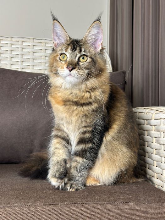 Charlotte-kotka Maine Coon
