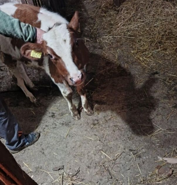 Sprzedam byczki rasy Rw