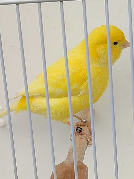 Kanarki kanarek żółty 2025