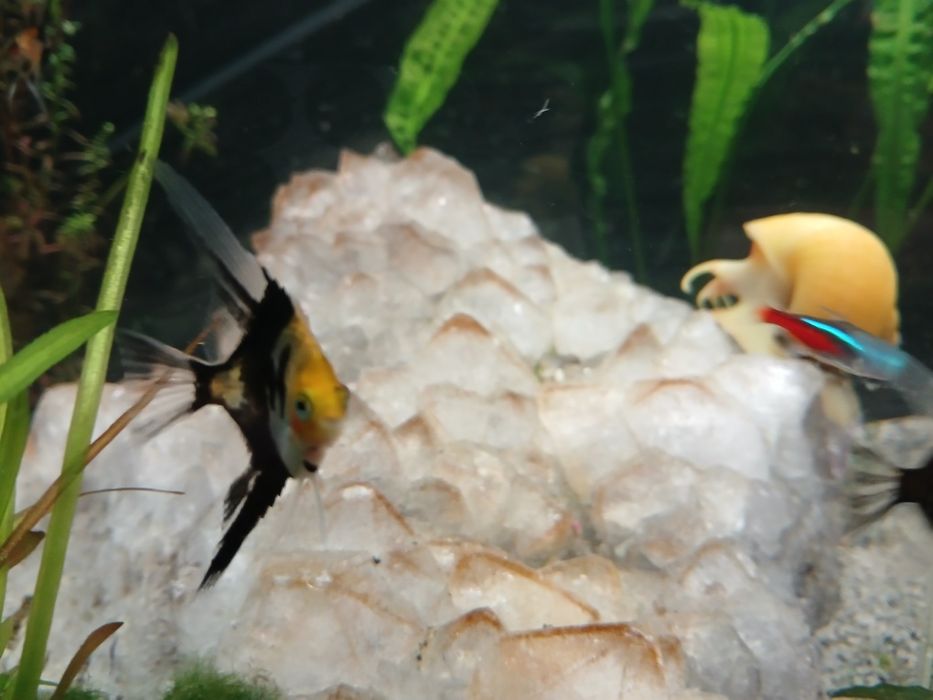 Ryby rybki akwariowe , danio, skalary, ramirezy,  tetry , kiryski