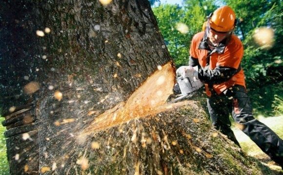 Зрізання  дерев і рубання дров