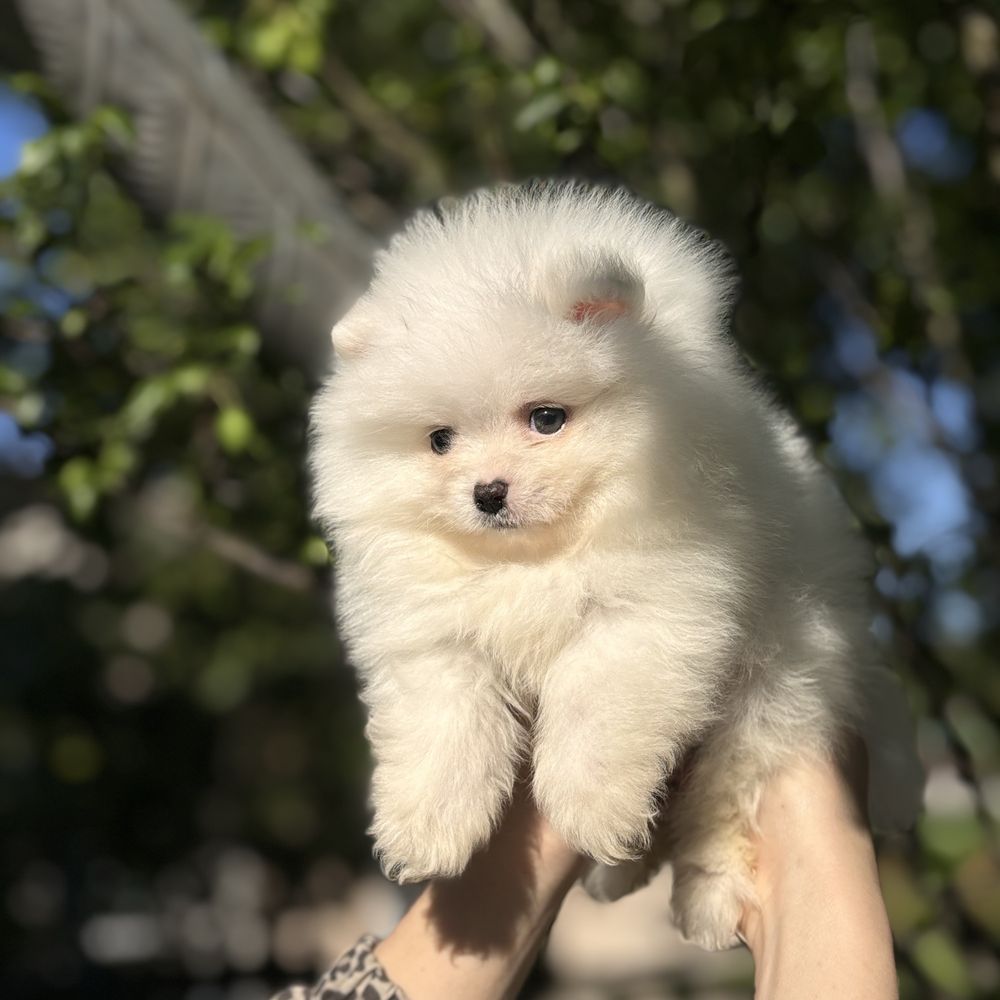 Хлопчик шпіцуля