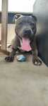 Amstaff Blue - szukamy domu