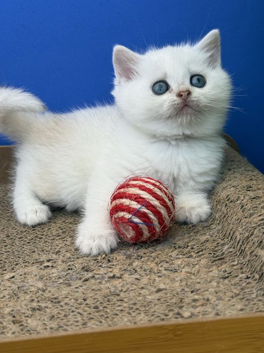 Macho scottish stright