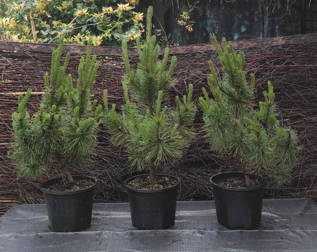 Sosna czarna Pinus Nigra ozdobna 70-80cm