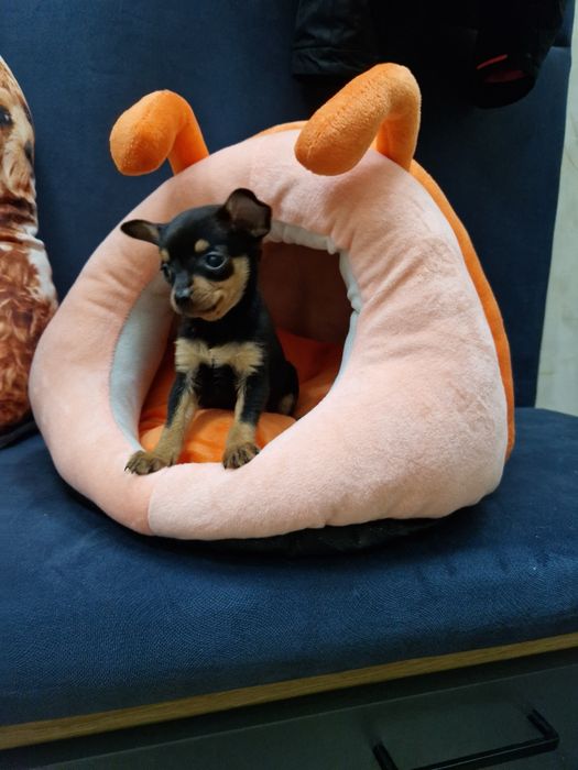 Pinczerek miniaturowy ratlerek sarenka z legowiskiem I wyprawką