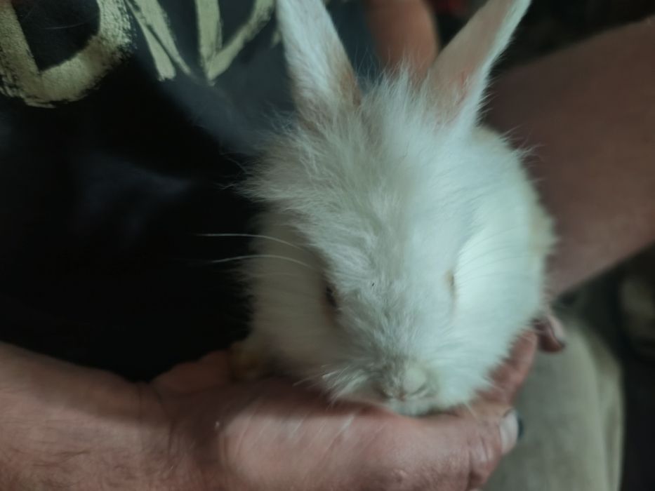 Miniatury króliczków angora i karzełek Tedy
