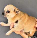 Urocza  sunia  -  rasy  Chihuahua