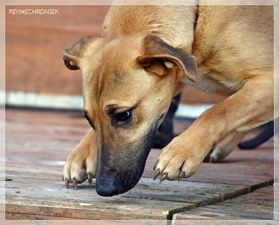 Greta - młoda, ufna sunia z nadzieją na lepsze jutro