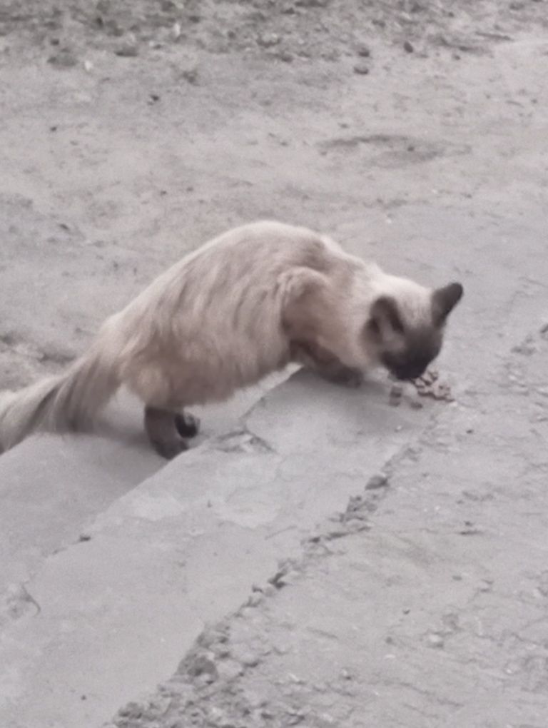 Приблудился кот или кошка