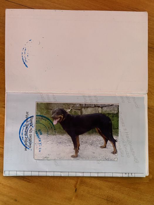 Українська карпатська гонча