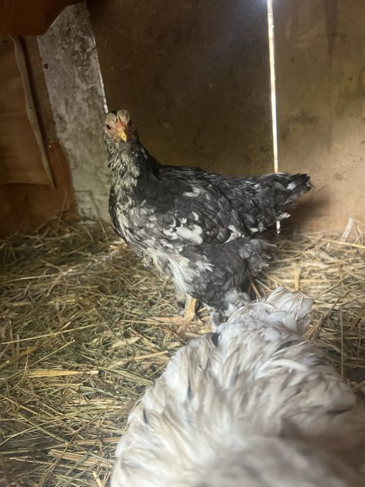 Kury Kochin olbrzymi   Sprzedam