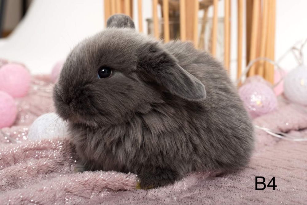 Króliczki mini lop miniaturowy baranek LEGALNA HODOWLA