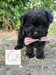 Yorkiepoo Escobar Odbior Yorkshire Terrier Wyprawka Badania genetyczne