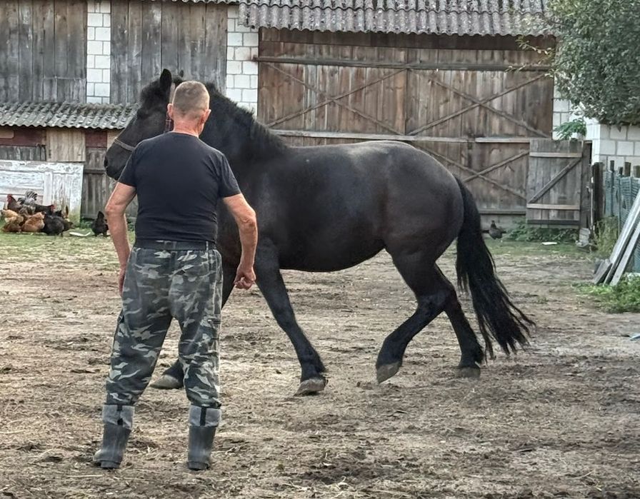 Polski koń zimnokrwisty klacz