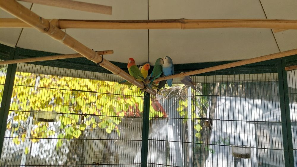 Rosicolies várias mutações