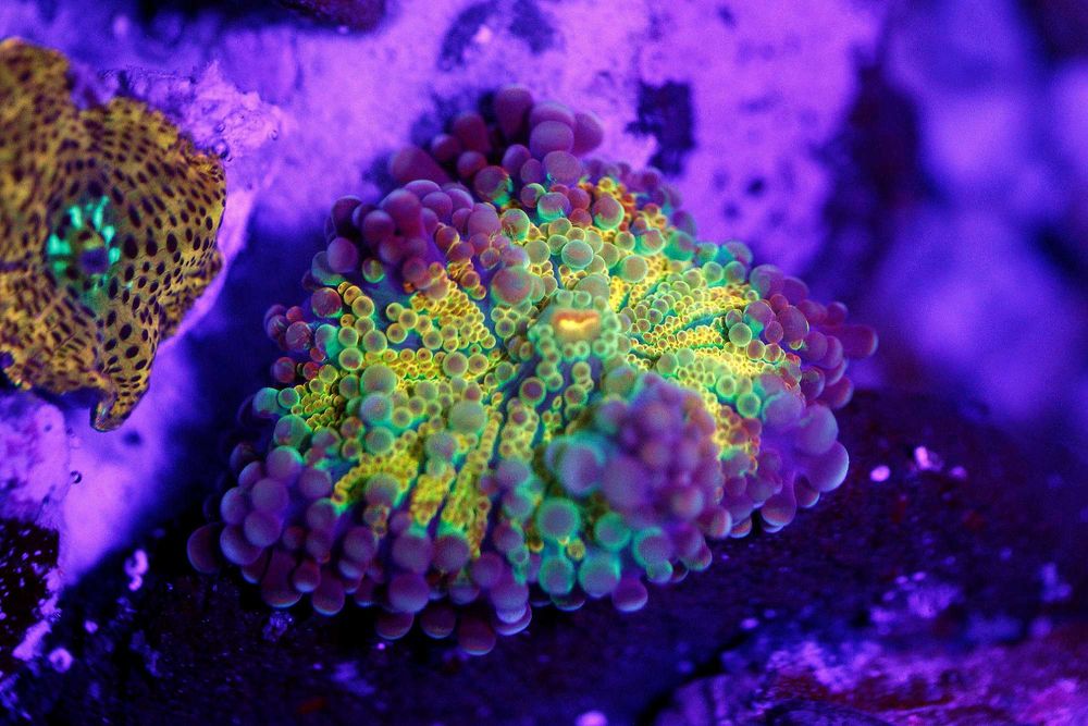 RICORDEA PREMIUM Rzadkość Irish Gold Yuma Mushroom