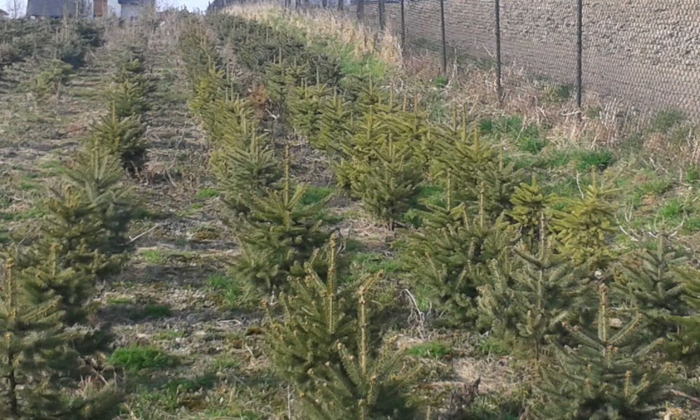 Choinki Żywe Jodła kaukaska hurt--detal
