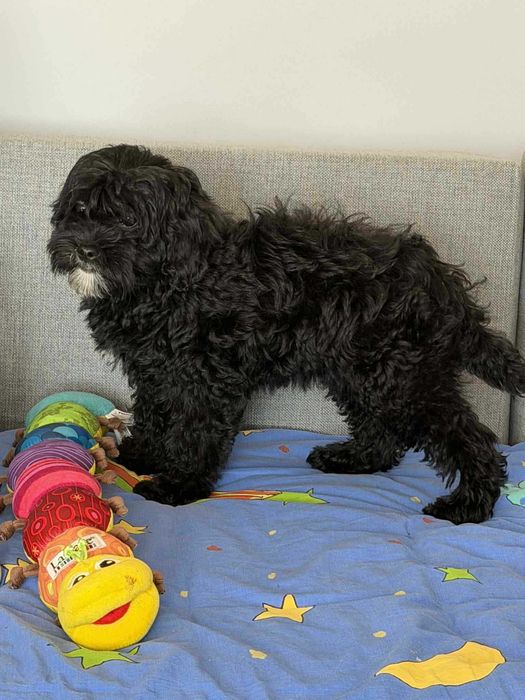 Shihpoo-Pudel Toy /badania gen -Suczka