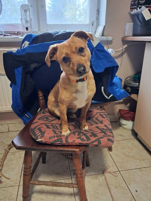 Rudzia, 5 letnia malutka suczka do adopcji z fundacji