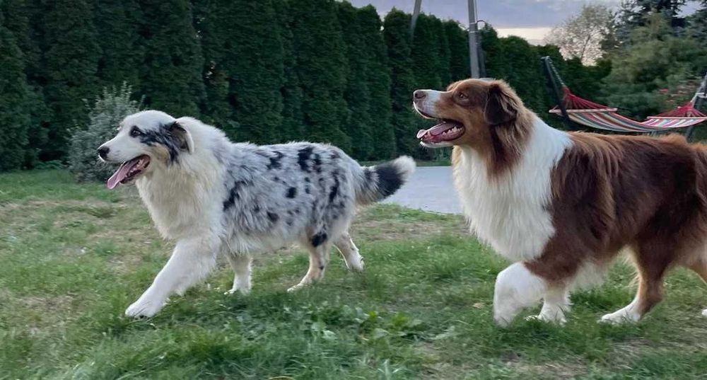 Owczarek Australijski - Sunia niebieskooka – Blue Merle- rezerwacja.