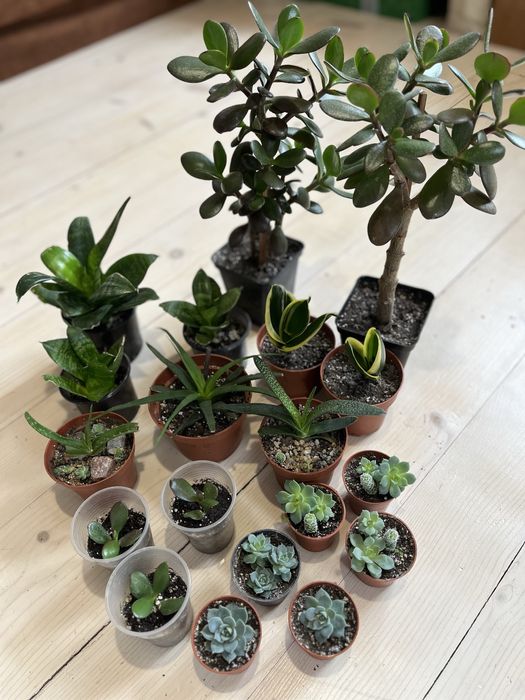 Сокуленти, композиціі гастерія, ехеверія, хавортія, кактуси