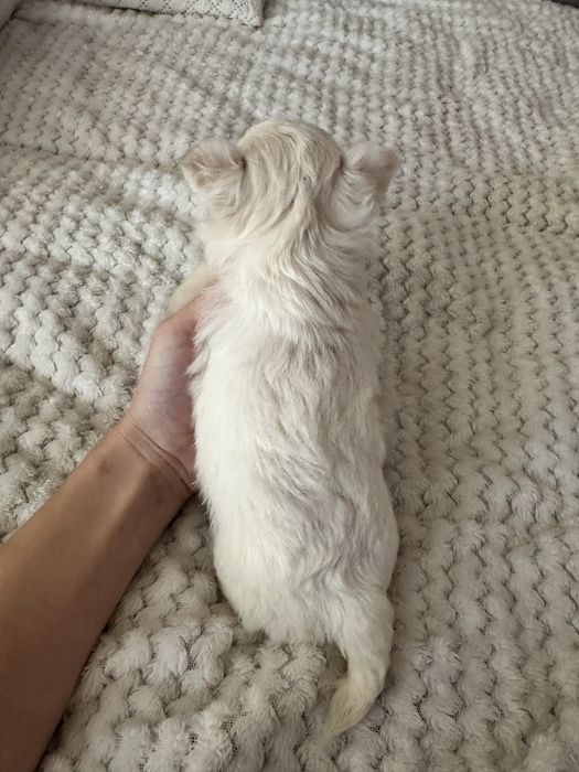 Chihuahua Russo macho miniatura pêlo comprido