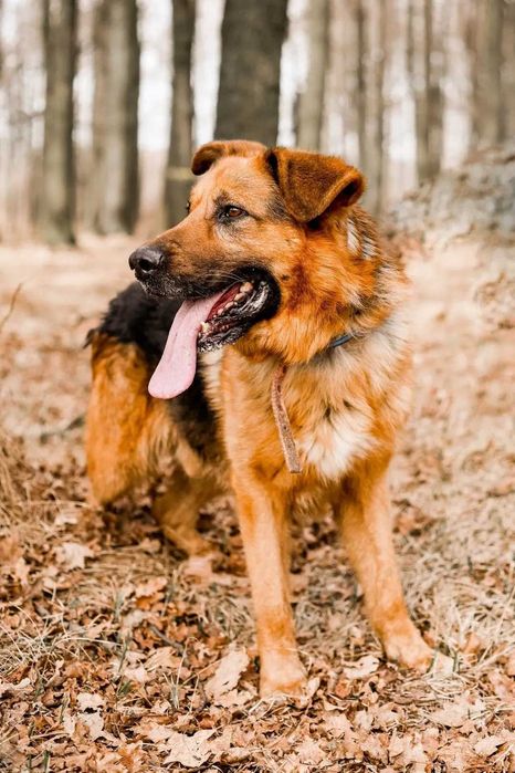 Zjawiskowy Remus w typie owczarka niemieckiego do adopcji!