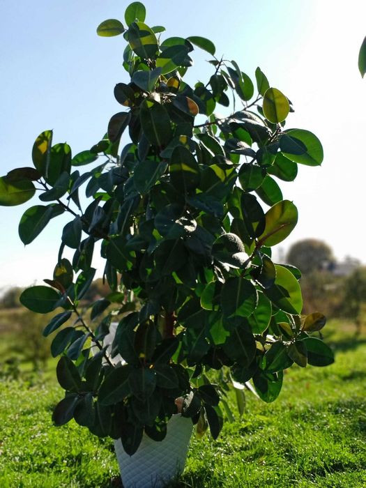 Ficus elastica Robusta b.duży 270 cm