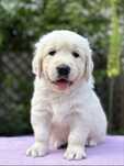 Golden retriever FCI  Dostępne szczenięta