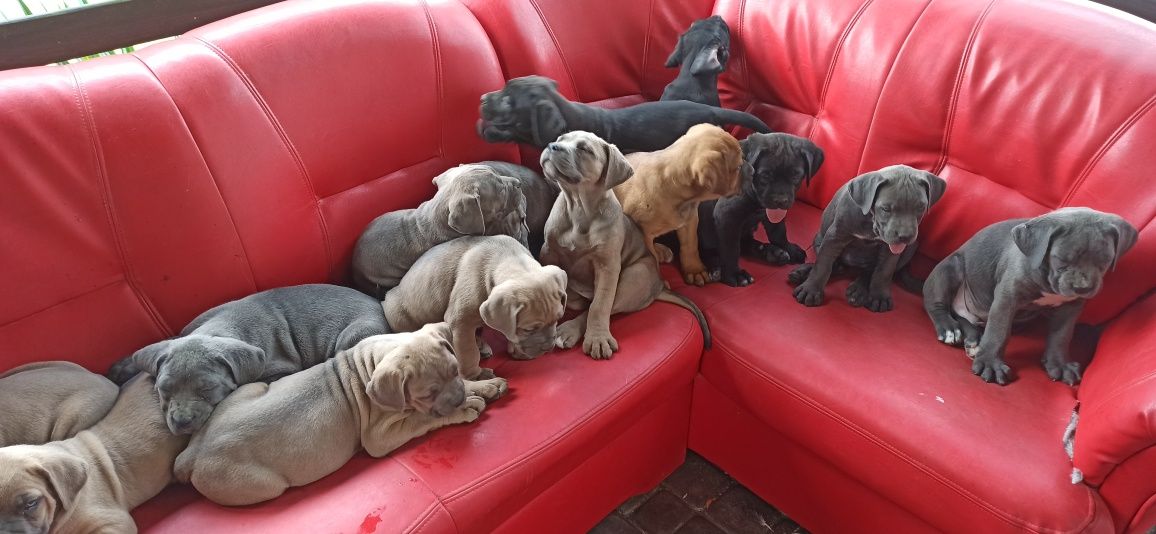 Cane corso piesek