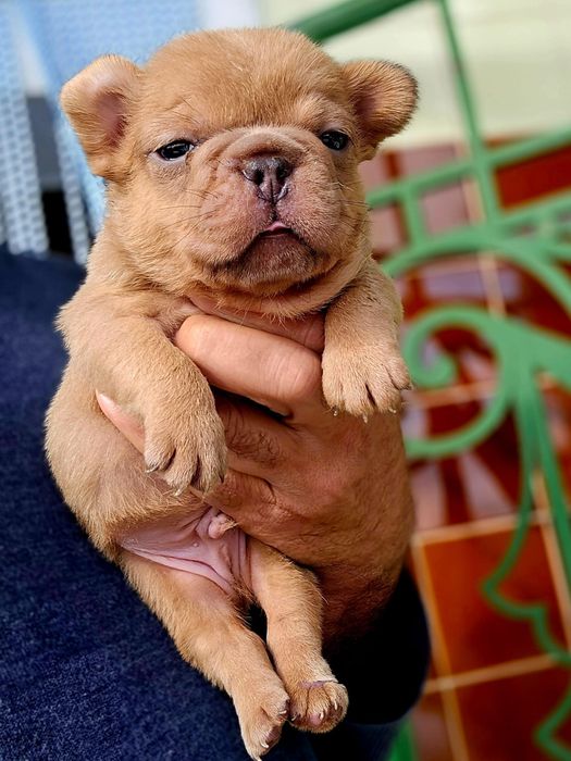 Menino Bulldog Frances BlueFawn