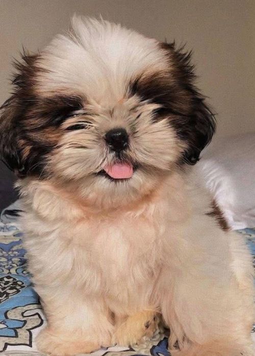 Shih-tzu macho top