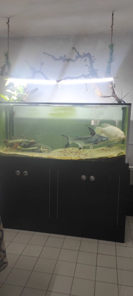 Vendo gurami gigante albino 50cm