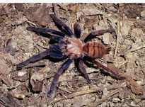Chilobrachys fimbriatus L5/6