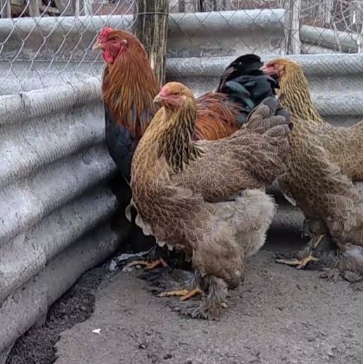 Продам инкубационное яйцо от кур породы Брама Куропатчатая