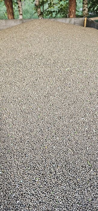 Łubin gorzki ekologiczny z certyfikatem