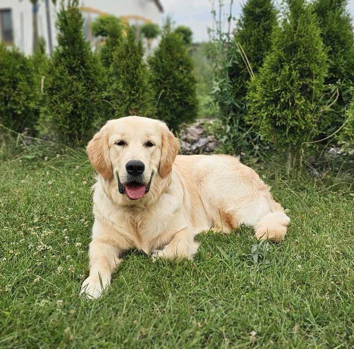 Szczeniak Golden Retriever i biszkoptowy